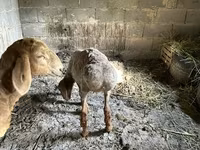 Qoyun, Katum sheep — foto 4