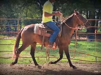 Yegua, Standardbred — foto 3