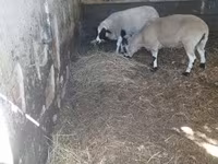Beran, Dorper sheep — foto 2