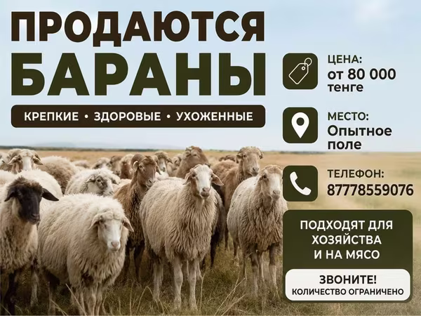 Baran, Owce
