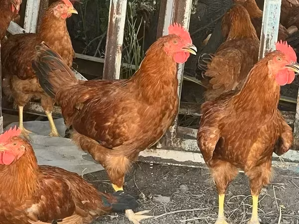 Chickens