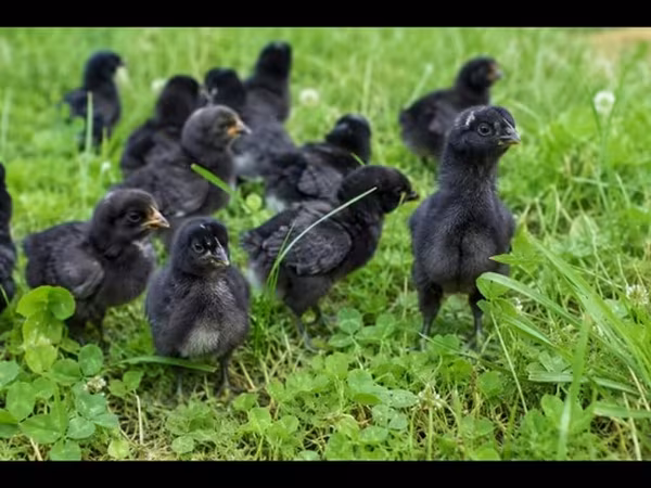 Chickens — Azerbaijan