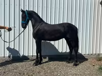 Kůň, Dutch warmblood horse — foto 1