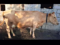 Cow, Swiss cattle — photo 1