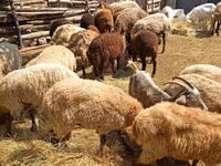 Qoyunlar (partiya, cinsi göstərilməyib), Qoyunlar — foto 3