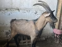 تيس, Oberhasli goats — الصورة 2