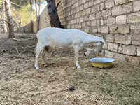 Ziege, Saanen goat — Foto 5