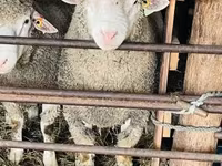 Beran, Ile-de-France sheep — foto 5