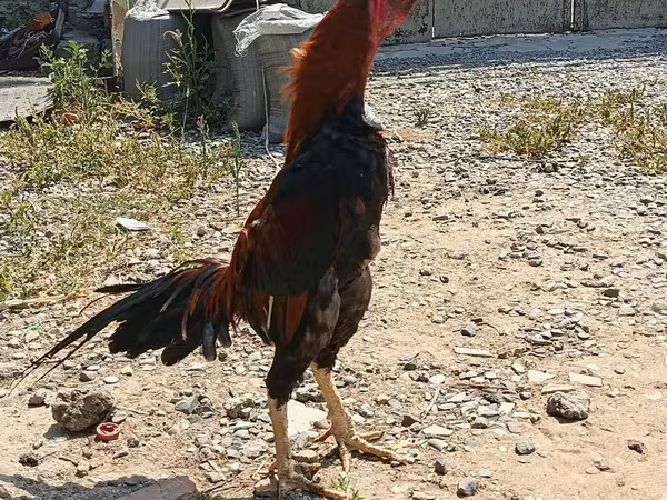 Chickens