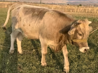Krowa, Swiss cattle — zdjęcie 6