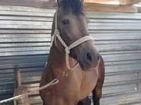 At, Kazakh horse — foto 8