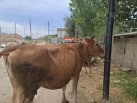 Buğa, Mal-qara — foto 3