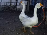 Geese — foto 5