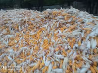Продаю кукуруза 🌽 Пионер сухой,1кг по 13сом адрес КАРА Балта,40тонна — 照片 3