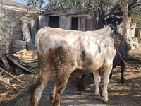 Toro, Ganado vacuno — foto 3