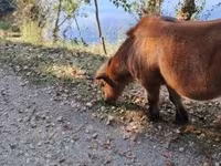 Caballo, Caballos — foto 6
