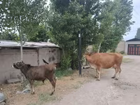 Buğa, Mal-qara — foto 1