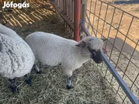 Qoʻchqor, Shroshire sheep — 2-rasm
