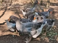 Geese — zdjęcie 5