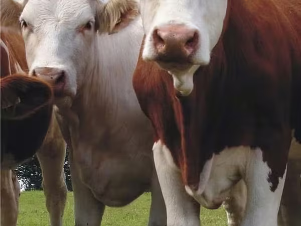 İribuynuzlu mal-qara (partiya, cinsi göstərilməyib), Simmental cattle