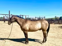 At, Quarter Horse — foto 7