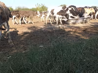 Buğa, Russian Black pied cattle — foto 2