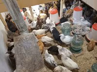 Chickens — foto 5