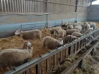 Oveja, Rouge de l’Ouest sheep — foto 2