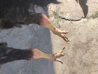 Chickens — photo 2