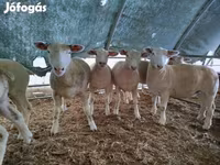 Ovce, Ile-de-France sheep — foto 1