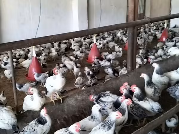 Chickens — Azerbaijan