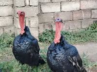 Turkeys — photo 1