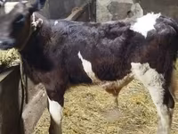 Buğa, Simmental cattle — foto 3