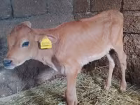 Cow, Holstein breed — photo 4