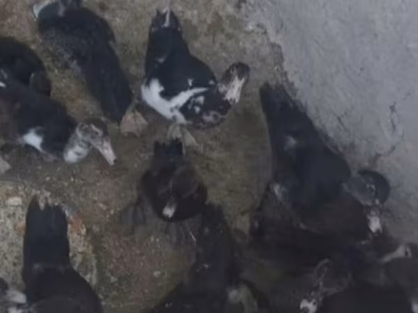 Domestic Muscovy — Azerbaijan