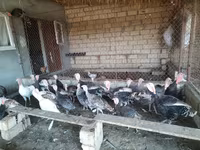 Turkeys — फ़ोटो 4