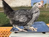 Chickens — foto 2