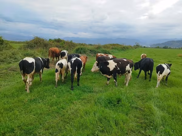 Krava, Russian Black pied cattle