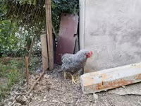Chickens — foto 4