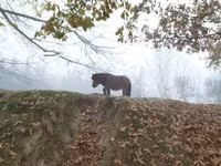 Caballo, Caballos — foto 2