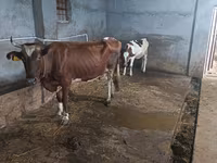 गाय, Russian Black pied cattle — फ़ोटो 6