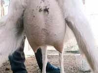 Goat, Goats — photo 1
