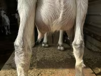 Dişi keçi, Alpine goat — foto 3