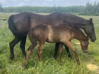 At, Quarter Horse — foto 1
