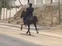 At, Karabakh horse — foto 3