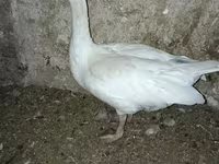 Geese — foto 3
