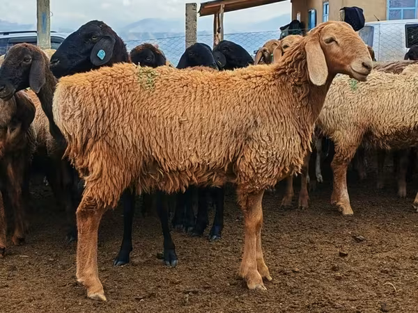 Qoyun, Arashan sheep