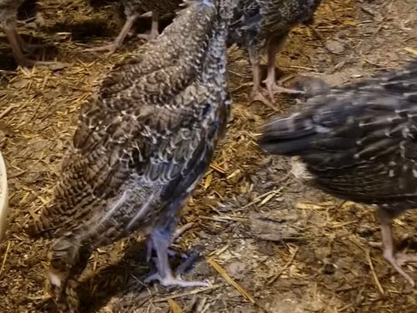 برونز