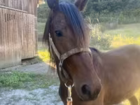घोड़ा, Rocky Mountain Horse — फ़ोटो 2