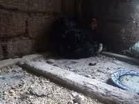 Chickens — foto 3